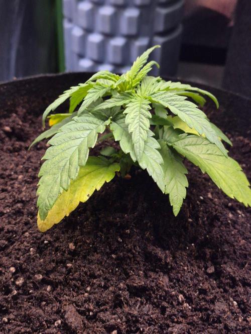 Lemon Cherry Gelato. Week 4