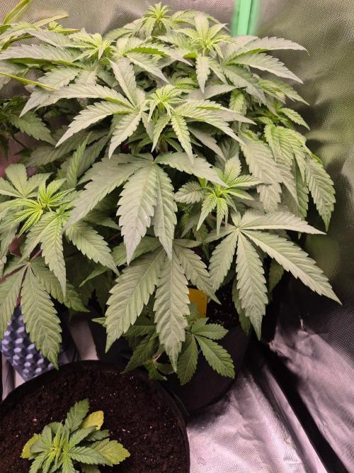 Chocolate Haze. Week 9