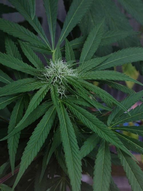 Special Queen Outdoor. Week 21