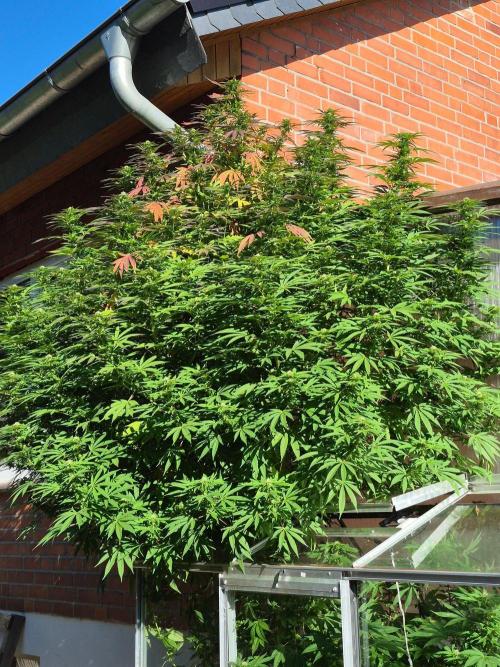 Special Queen Outdoor. Week 22
