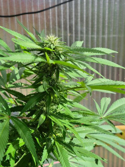 Special Queen Outdoor. Week 22