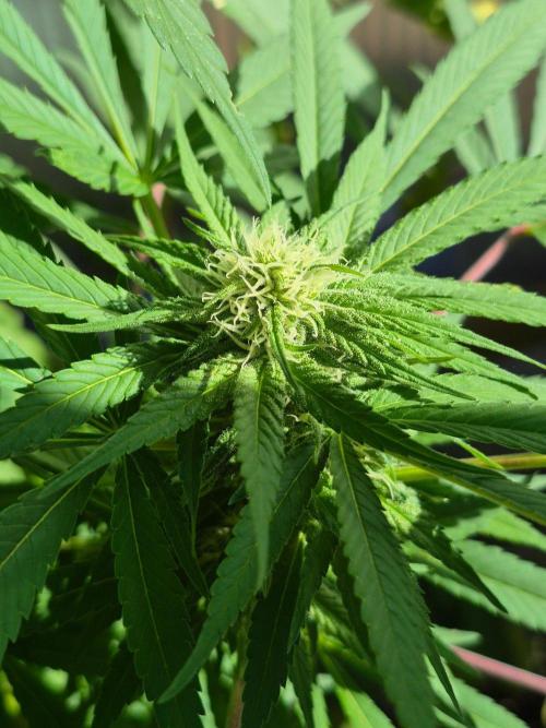 Special Queen Outdoor. Week 22
