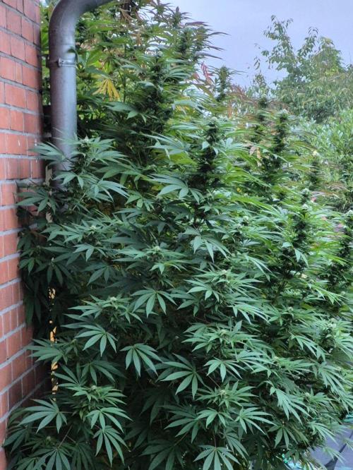 Special Queen Outdoor. Week 22