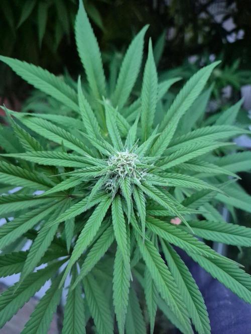 Special Queen #1. Week 22