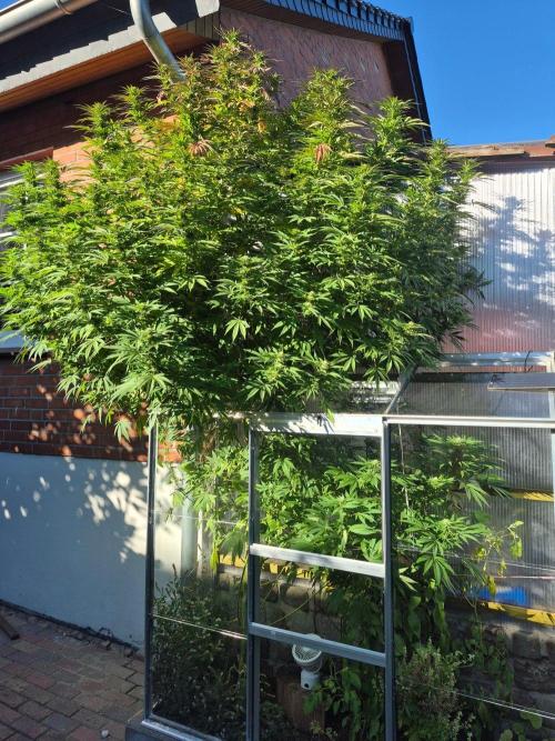 Special Queen Outdoor. Week 22