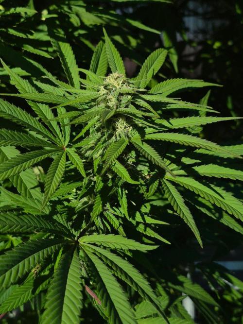 Special Queen Outdoor. Week 22