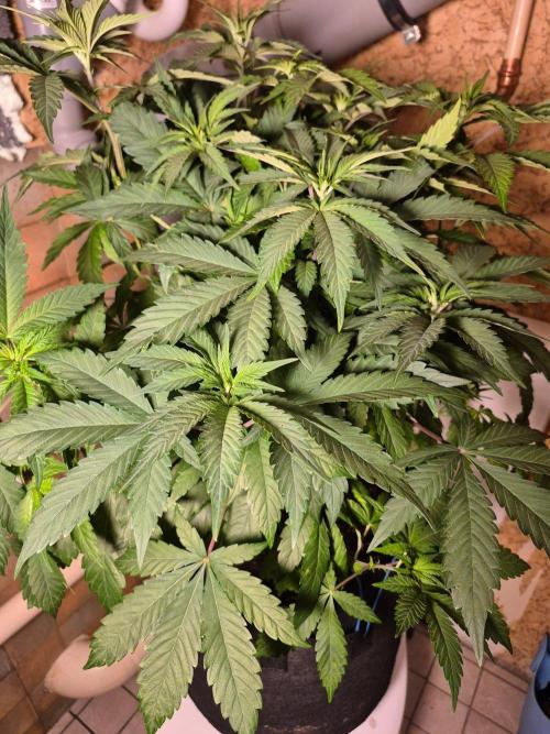 Chocolate Haze aka Chocolope. Week 9
