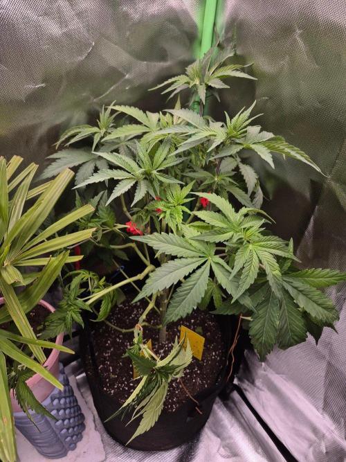 Chocolate Haze. Week 9