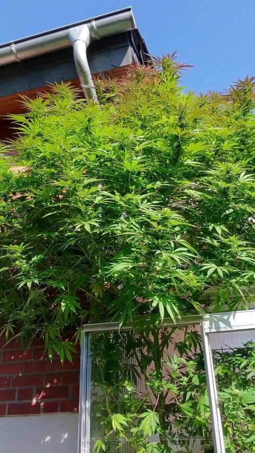 Special Queen Outdoor