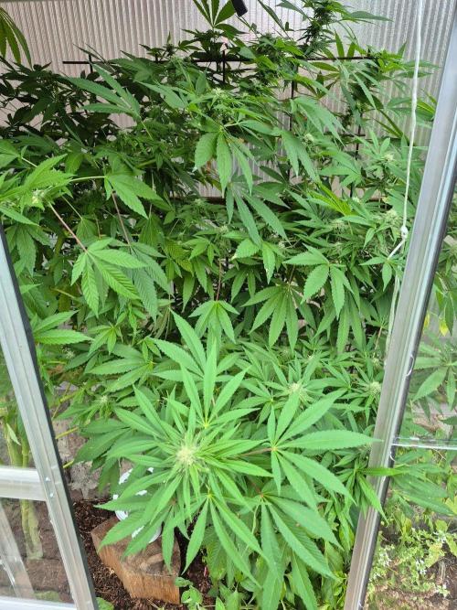 Special Queen Outdoor. Week 23