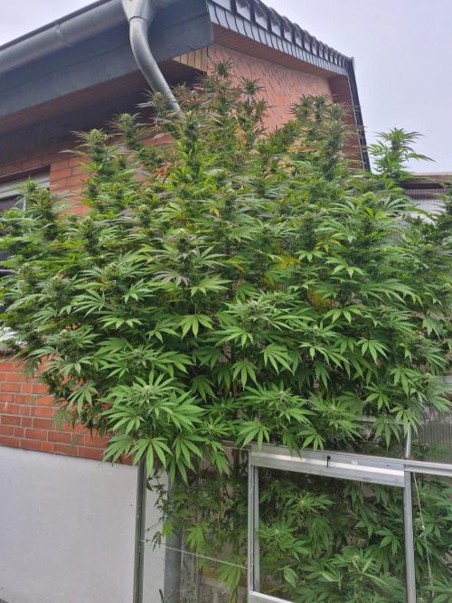 Special Queen Outdoor. Week 23