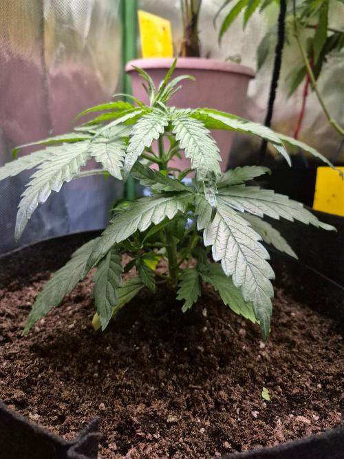 Lemon Cherry Gelato. Week 5