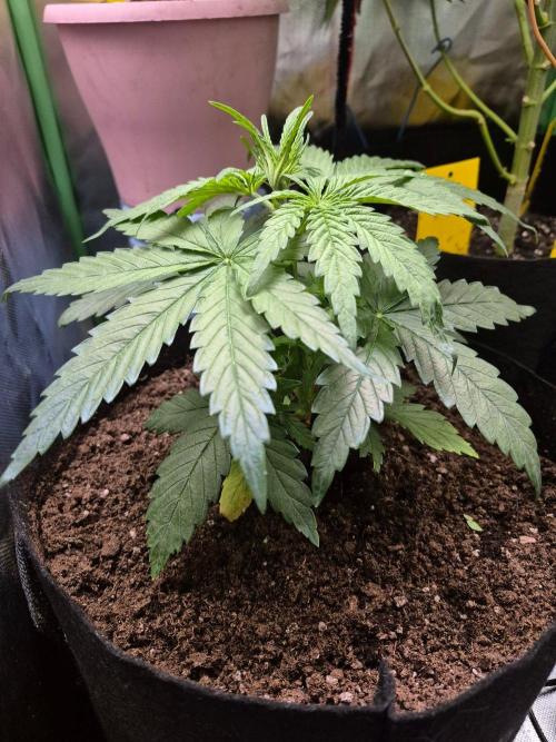 Lemon Cherry Gelato. Week 5