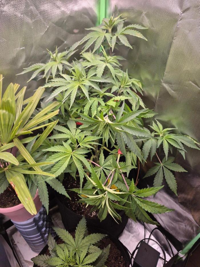 Chocolate Haze aka Chocolope. Week 10