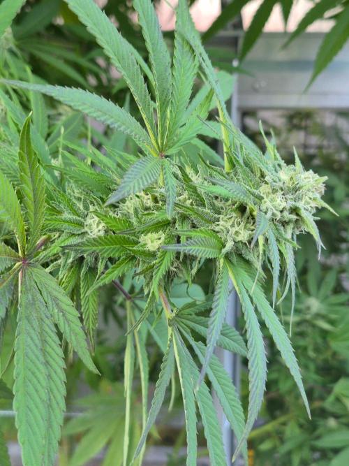 Special Queen Outdoor. Week 23