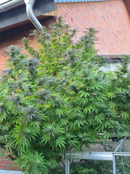 Special Queen #1. Week 23