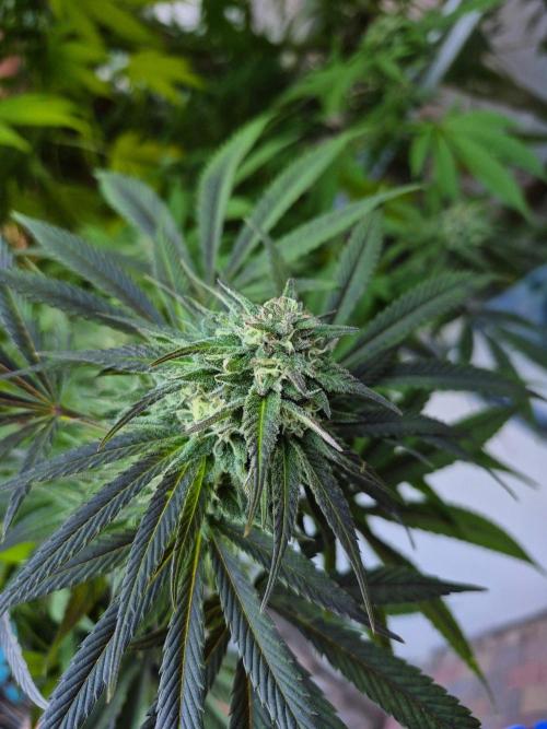 Special Queen Outdoor. Week 24