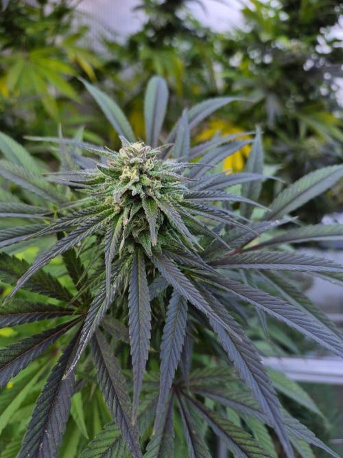 Special Queen Outdoor. Week 24