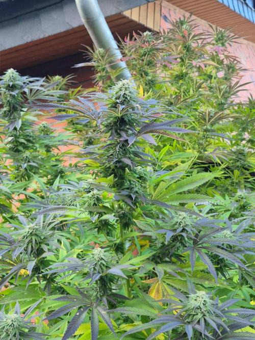 Special Queen Outdoor. Week 23