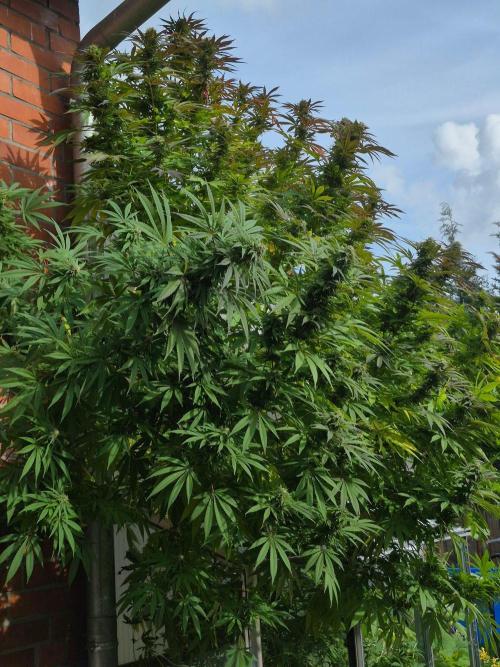 Special Queen Outdoor. Week 23