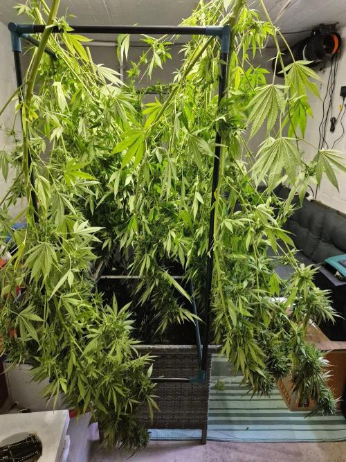 Special Queen Outdoor. Week 25