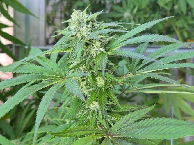 Special Queen Outdoor. Week 23