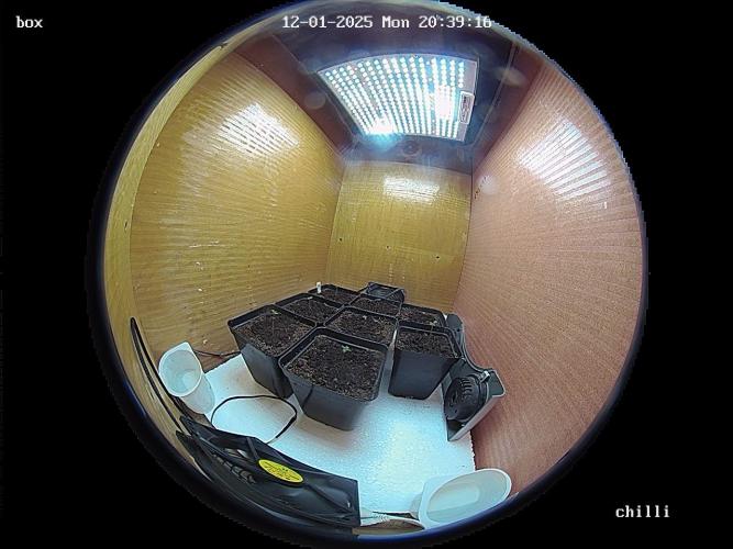 lemon z - cream caramel - kush mints ... Week 1