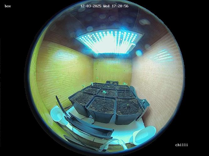 lemon z - cream caramel - kush mints ... Week 1