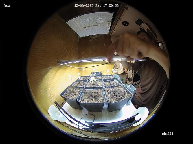 lemon z - cream caramel - kush mints ... Week 1