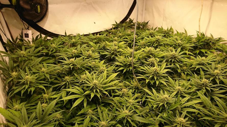 Critical Mass Nitro Vero 29 Pro 330W. Week 3