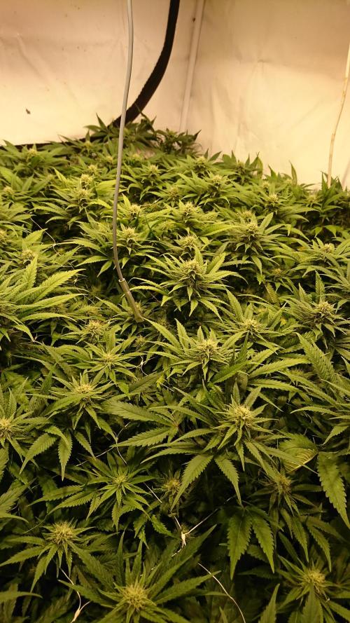 Critical Mass Nitro Vero 29 Pro 330W. Week 3