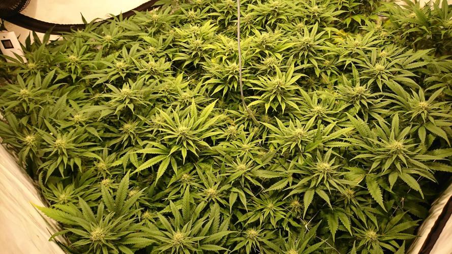 Critical Mass Nitro Vero 29 Pro 330W. Week 3