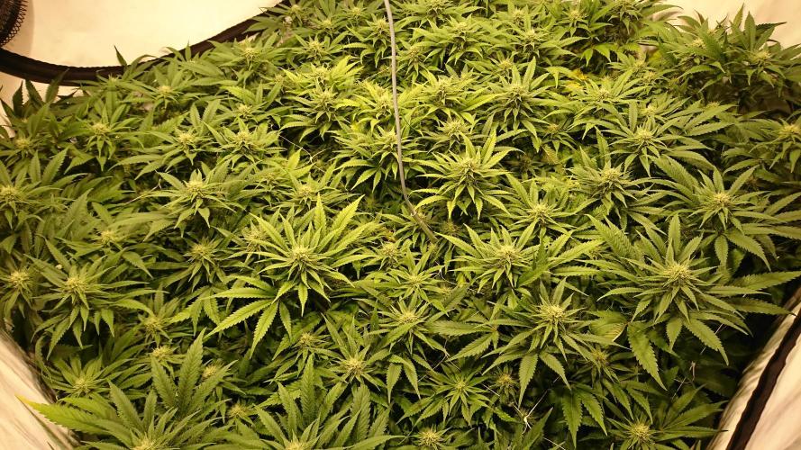 Critical Mass Nitro Vero 29 Pro 330W. Week 3