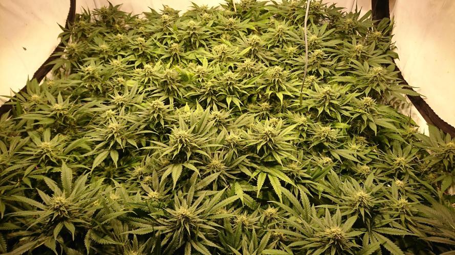 Critical Mass Nitro Vero 29 Pro 330W. Week 4