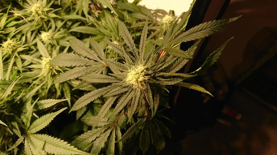 Critical Mass Nitro Vero 29 Pro 330W. Week 4 - canalop