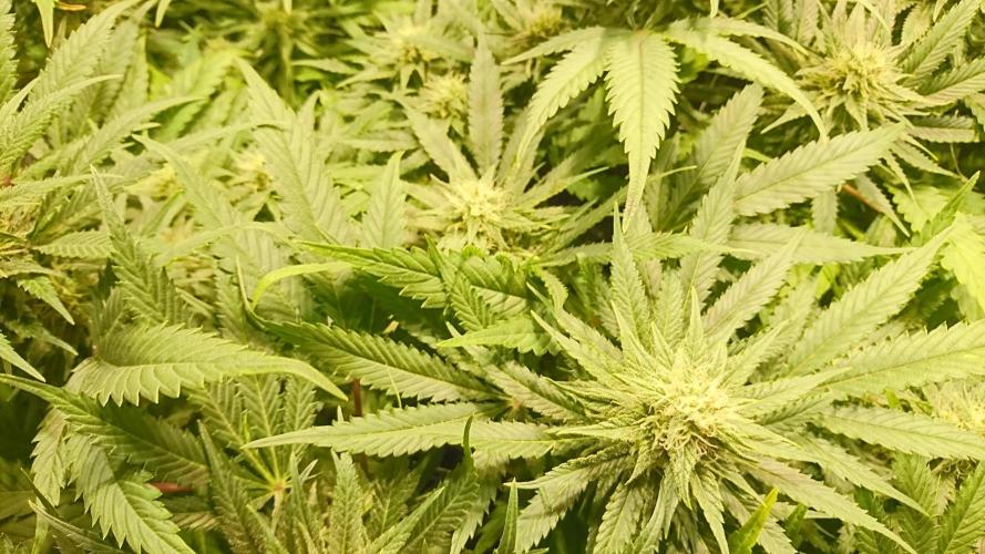 Critical Mass Nitro Vero 29 Pro 330W. Week 4