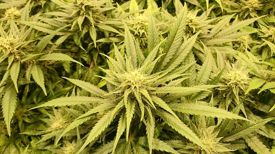 Critical Mass Nitro Vero 29 Pro 330W. Week 4