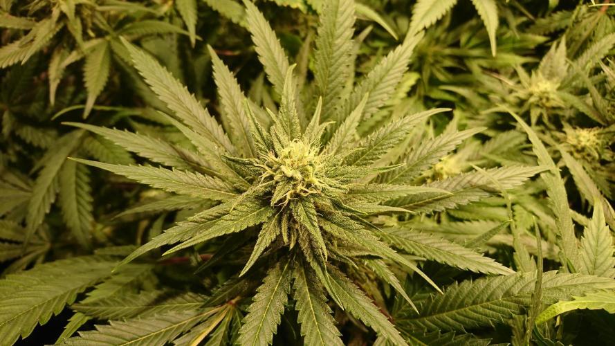 Critical Mass Nitro Vero 29 Pro 330W. Week 4