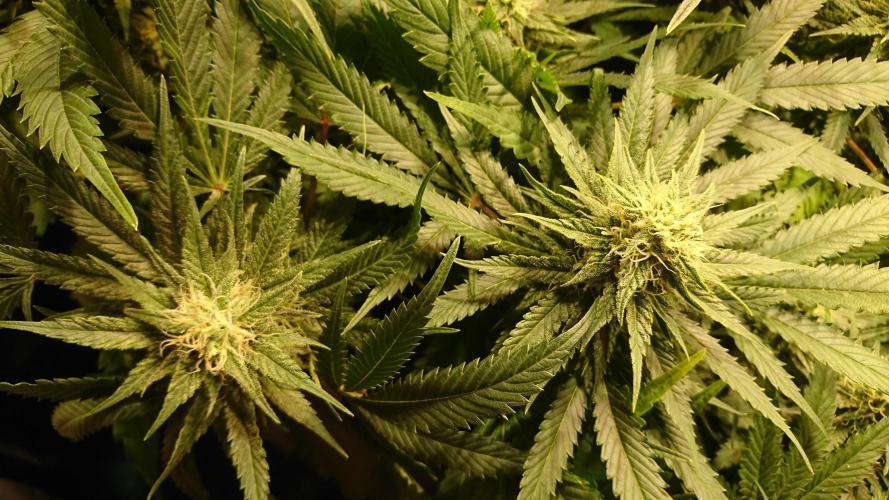 Critical Mass Nitro Vero 29 Pro 330W. Week 4