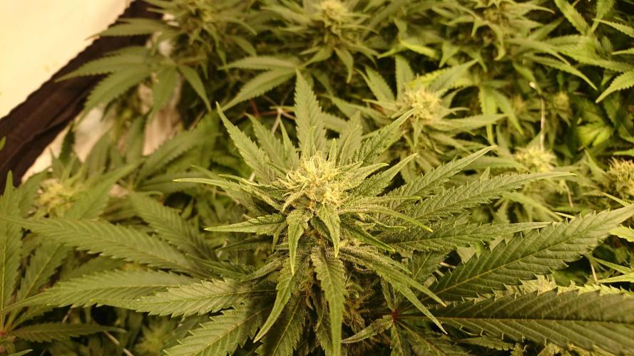 Critical Mass Nitro Vero 29 Pro 330W. Week 4