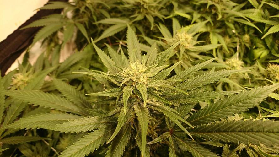 Critical Mass Nitro Vero 29 Pro 330W. Week 4