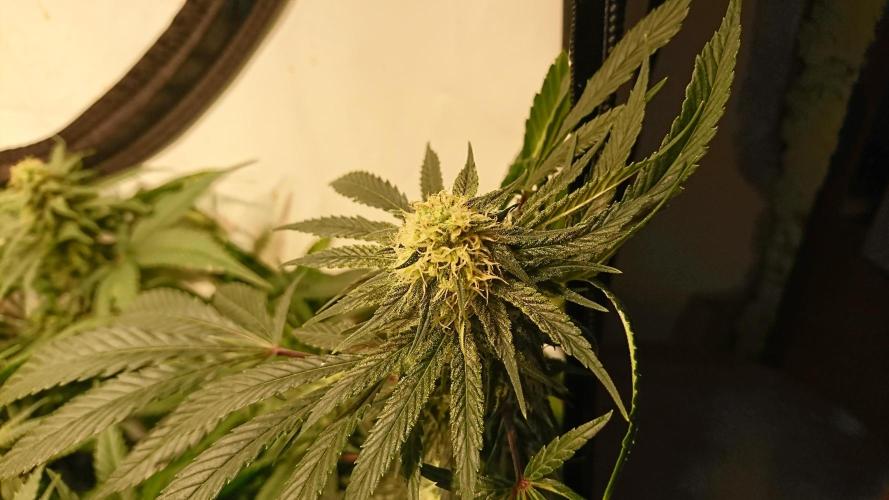 Critical Mass Nitro Vero 29 Pro 330W. Week 4 - canalop