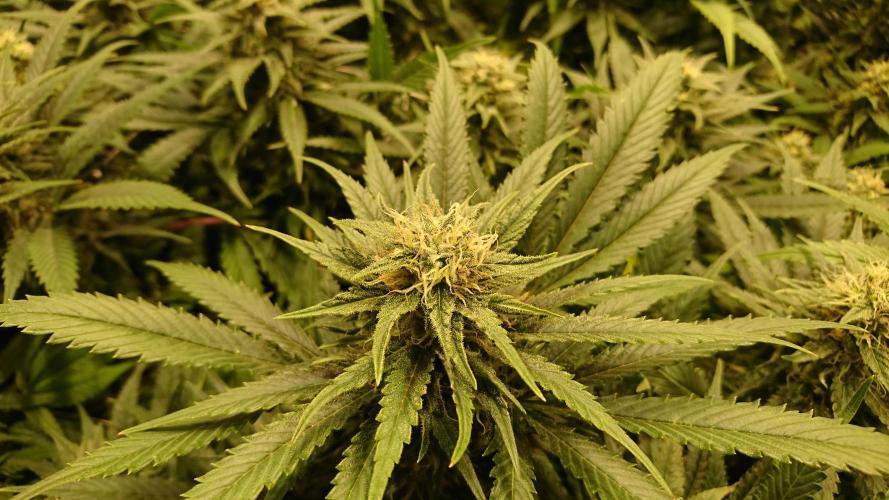 Critical Mass Nitro Vero 29 Pro 330W. Week 4