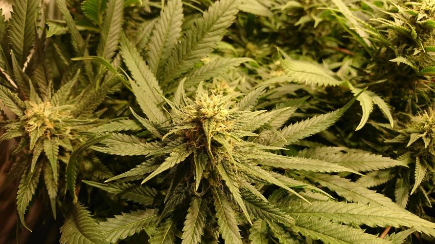 Critical Mass Nitro Vero 29 Pro 330W. Week 4