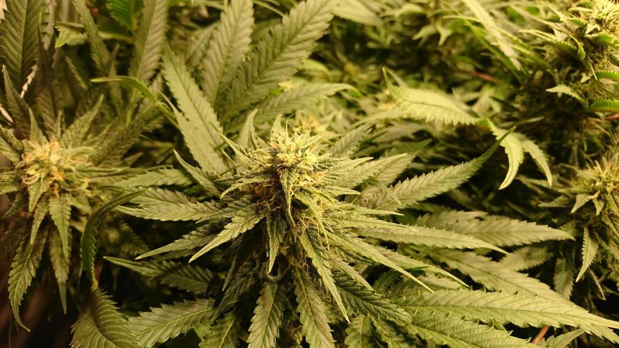 Critical Mass Nitro Vero 29 Pro 330W. Week 4