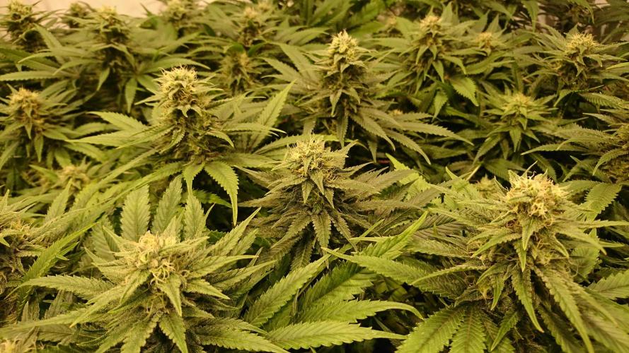 Critical Mass Nitro Vero 29 Pro 330W. Week 4