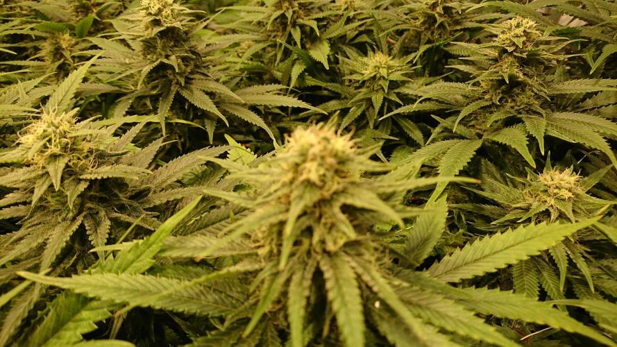 Critical Mass Nitro Vero 29 Pro 330W. Week 4