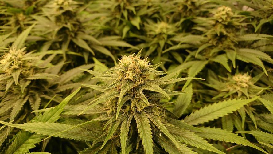 Critical Mass Nitro Vero 29 Pro 330W. Week 4