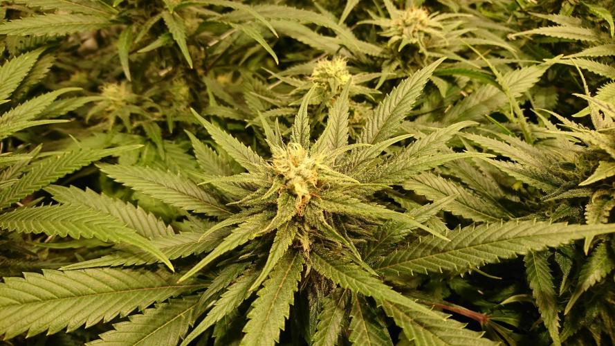 Critical Mass Nitro Vero 29 Pro 330W. Week 4