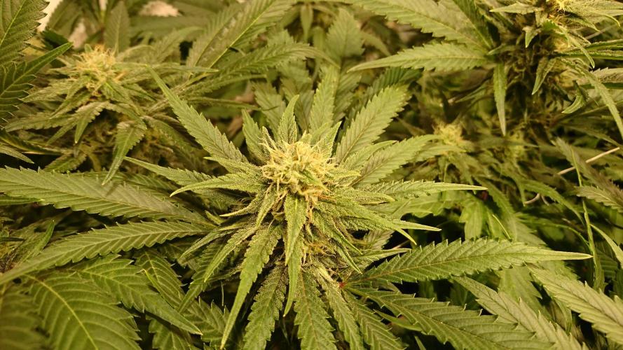 Critical Mass Nitro Vero 29 Pro 330W. Week 4